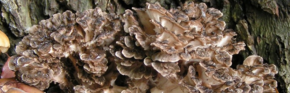 grzyby witalne maitake